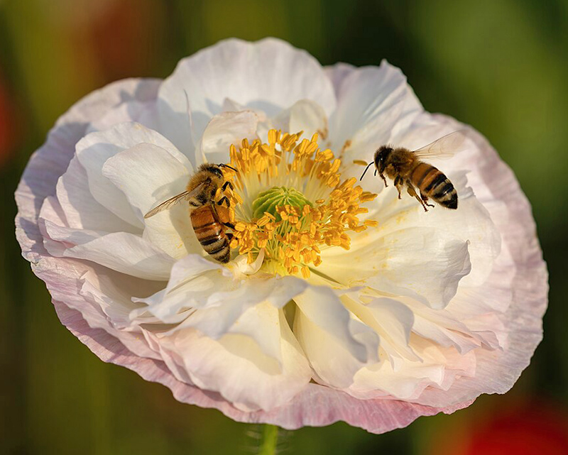 Two bees on a poppy flower