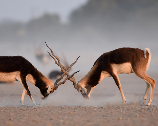 Two black buck antelopes fighting on dusty terrain, with horns locked together