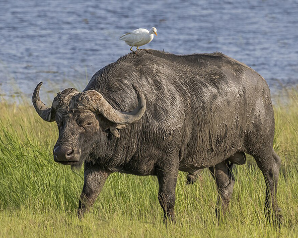 a water buffalo with an egret perching on top of it