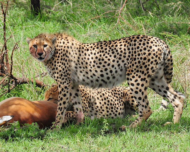 two cheetahs starting to feed on an impala they just killed
