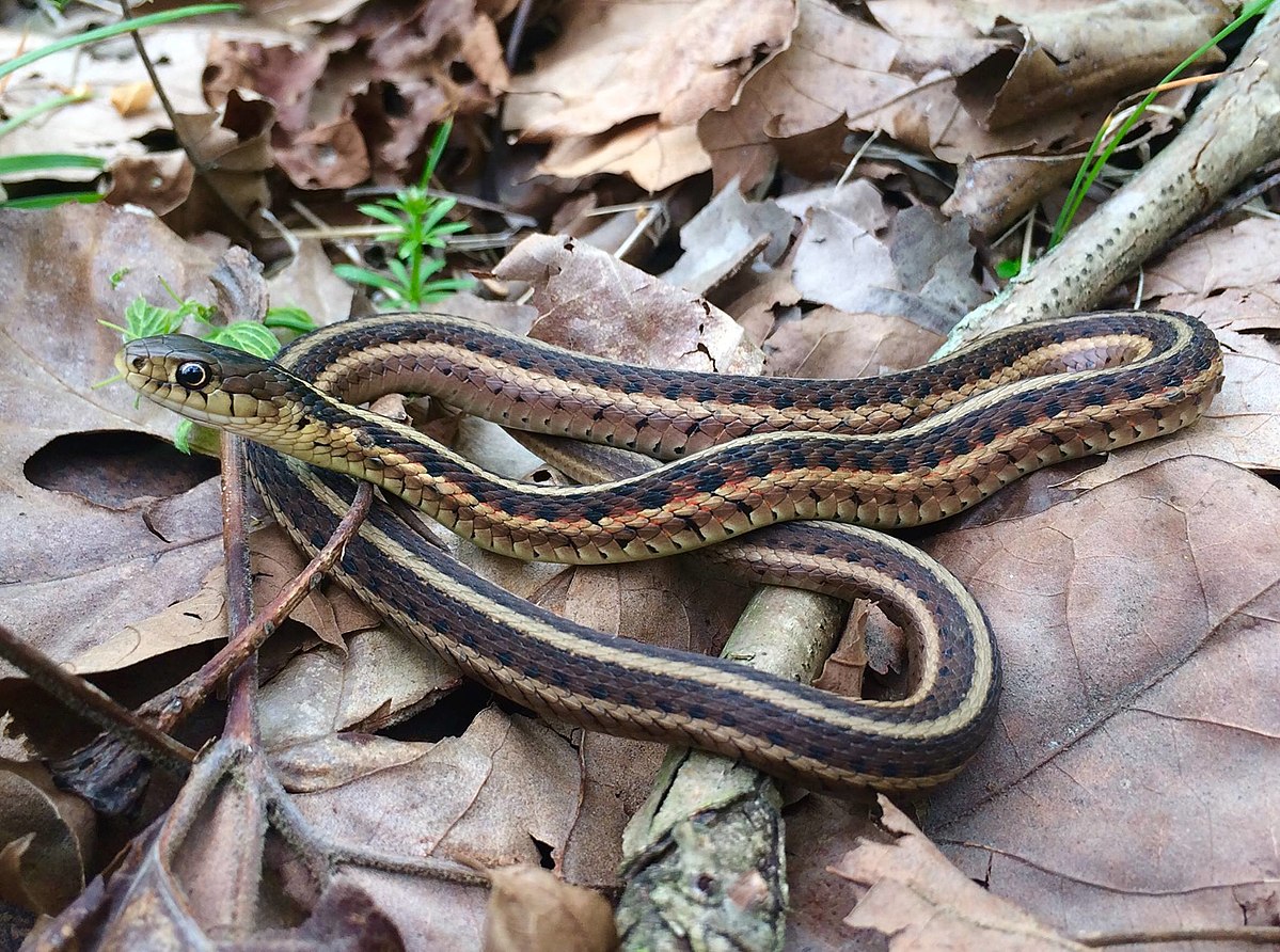 A common garter snake laying on leaf litter.