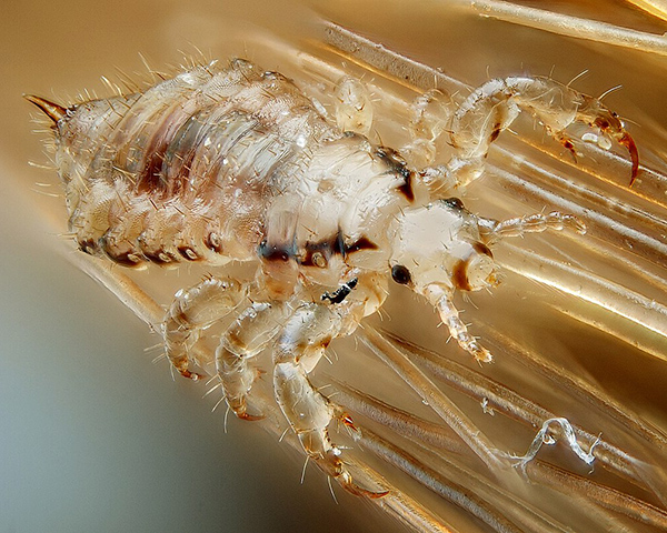 A close up picture of tiny head louse that are parasites of some humans