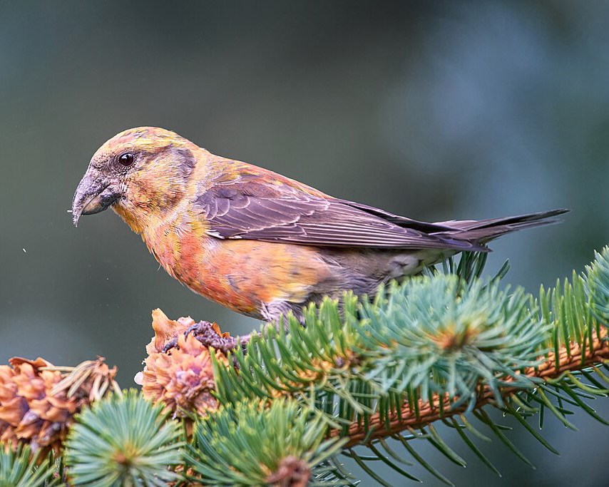 A red crossbill bird sitting on a small branch of a pine tree