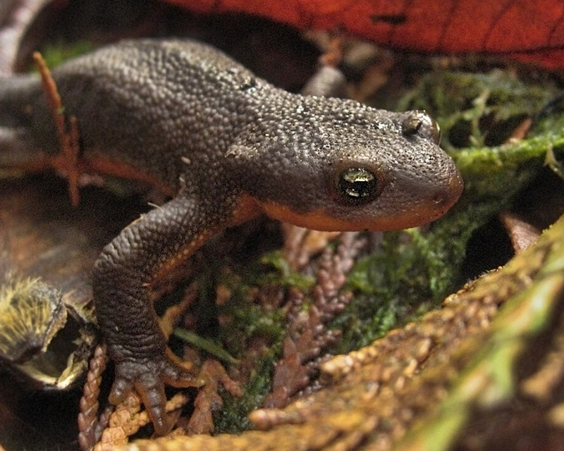 A rough-skinned newt, dark on top and bright underbelly, crawling across leaf litter.