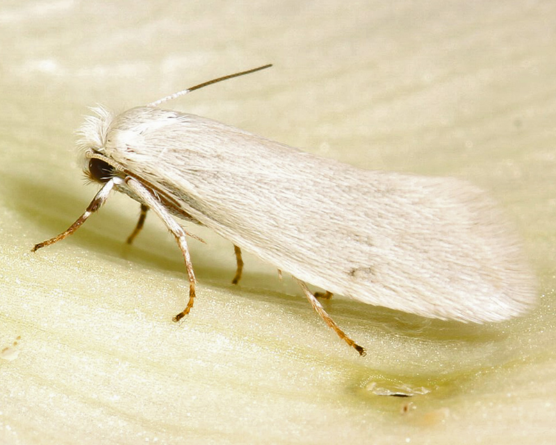 A white yucca moth on a yucca flower petal.