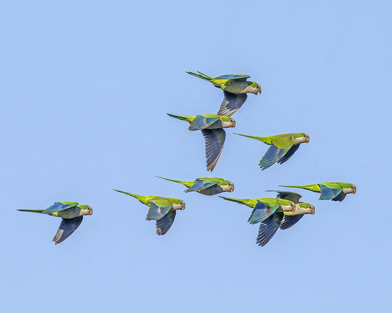 a group of monk parakeets flying together