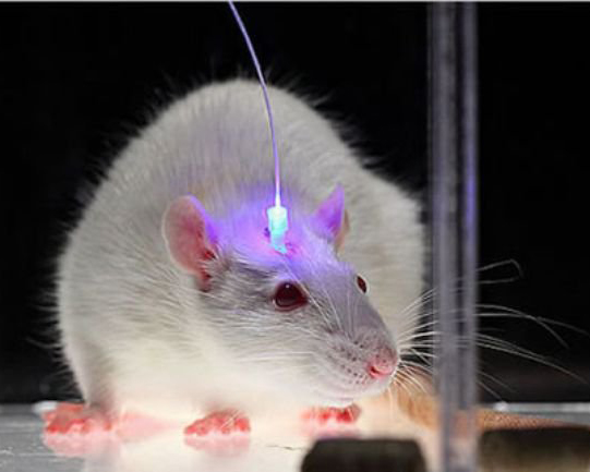 a rat in a laboratory receiving a laser brain treatment