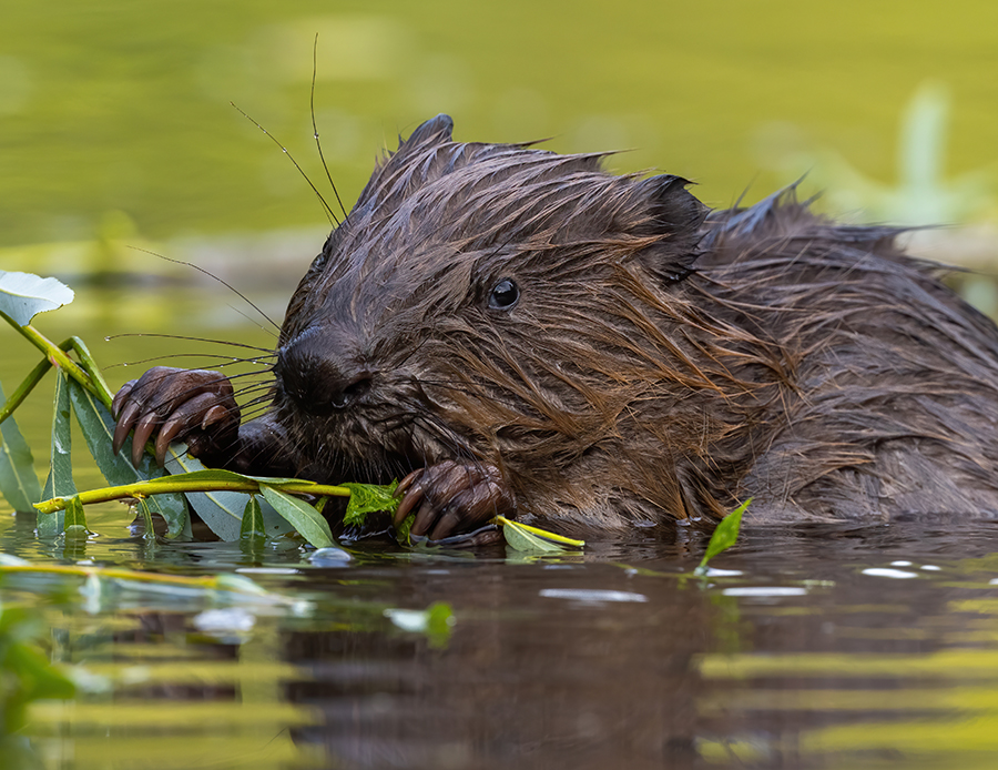 Beaver in water eating a plant.