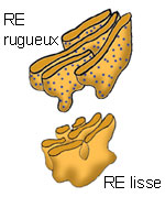 Réticulum endoplasmique