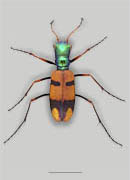 Bolivian Ornate tiger Beetle image