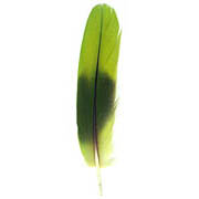 Amazon Parrot feather image
