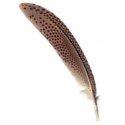 Great Argus Pheasant feather image