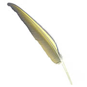 Blue Gold Macaw feather image-bottom view