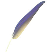 Blue Gold Macaw feather image-top view