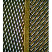 Blue Gold Macaw magnified feather image-top view