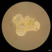Amoeba zooplankton image