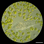 Tetraselmis and rotifer image