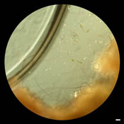 Copepod nauplius (larva) zooplankton image