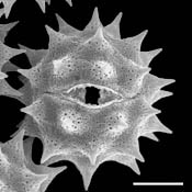Pollen Grain S.E.M - &lt;em&gt; Amblyolepis setigera&lt;/em&gt; - Huisache daisy