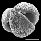 Pollen Grain S.E.M - &lt;em&gt; Brazoria_pulcherrima&lt;/em&gt; - Centerville brazos-mint
