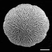 Pollen Grain S.E.M - &lt;em&gt; Ipomopsis rubra&lt;/em&gt; - Standing-cypress