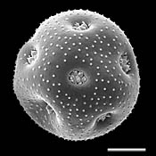 Pollen Grain S.E.M - &lt;em&gt; Minuartia drummondii&lt;/em&gt; - Drummond's stitchwort