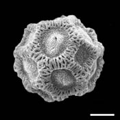 Pollen Grain S.E.M - &lt;em&gt; Opuntia stricata&lt;/em&gt; - Erect pricklypear cactus