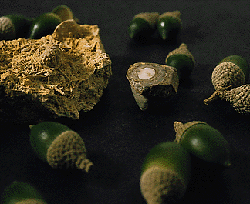 fossilised acorns