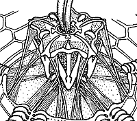 Drawing of Aristotle's Lantern that forms the mouth parts of a sea urchin.