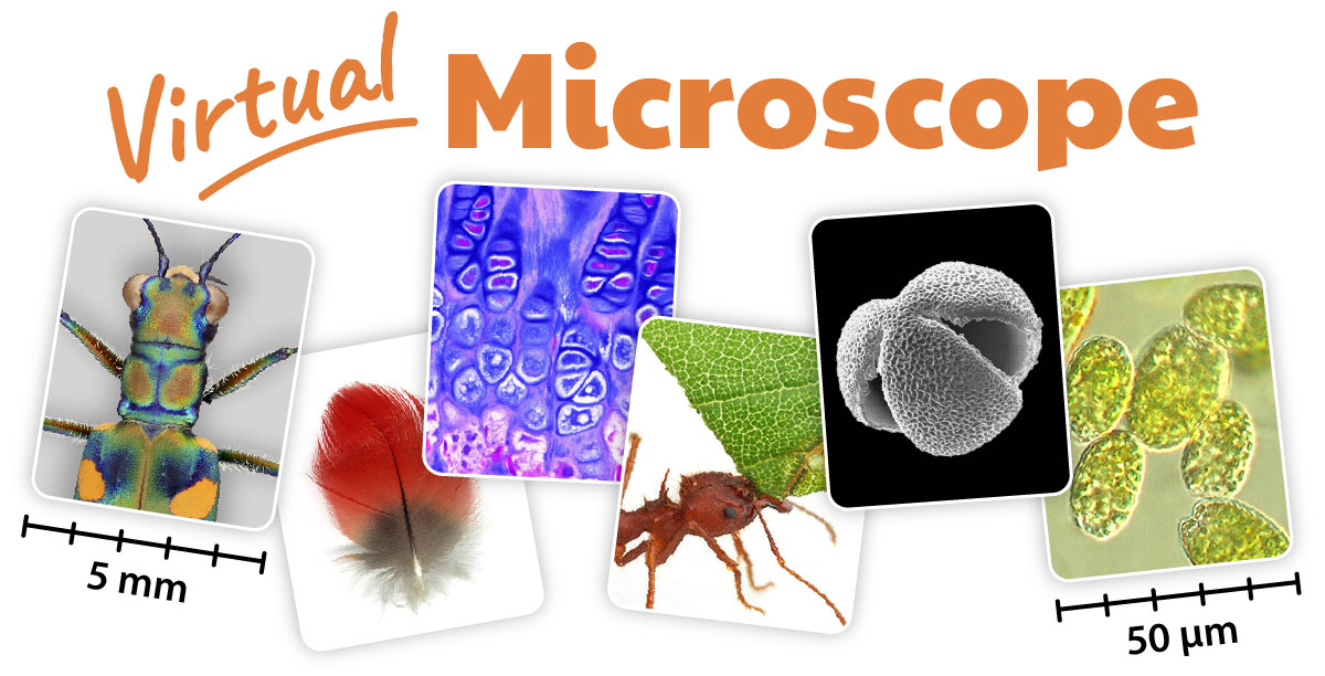 Virtual Microscope text with a picture of a tiger beetle, feather, bone cells, ant, pollen, and plankton below.