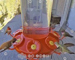 Virtual tour hummingbird feeder