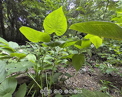 Image of green rainforest and link to virtual tour.
