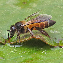 Giant Asian honey bee bee drinking water on a lily pad.