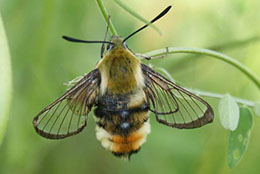 Bee mimiic