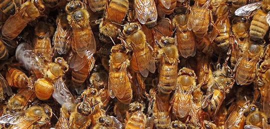 The inside of a bee hive with a large number of workers packed into a small space.