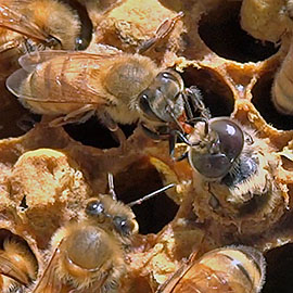 Hoeny bee female worker feeding an emerging male (drone) bee.