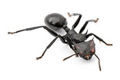 Giant Gliding Ant image