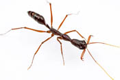 Trap Jaw Ant image