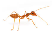 Weaver Ant image
