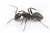 &lt;em&gt;Camponotus pennsylvanicus&lt;/em&gt; - Black Carpenter Ant&lt;br /&gt;&amp;copy;Alex Wild