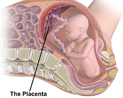 An illustration of a fetus in the womb with a label of the placenta