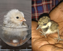 Two side-by-side images of chicks. On the left, a chicken hatchling sits in a glass bowl. On the right, a quail hatchling stands in the palm of someone's hand.