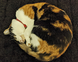 A calico cat curled up on a blanket..