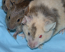 Three mice on a blue blanket. The mouse on the right has one red eye  and one black eye, showing that it is a chimera.