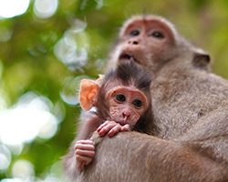 A mother rhesus monkey holds her baby in a tree