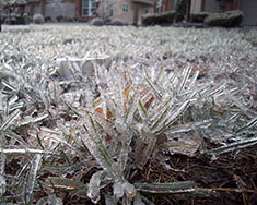 An image of grass frozen in ice