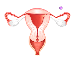 An illustration of a female reproductive system