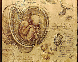 A sketchbook filled with scribbles and drawings of fetuses in the womb.