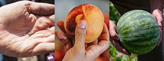 Three images. On the left, an open palm full of poppy seeds. In the middle, a hand holding a peach. On the right, two hands holding a watermelon.
