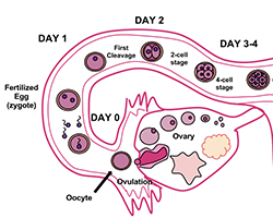 A diagram outlining the first four days of pregnancy after fertilization.